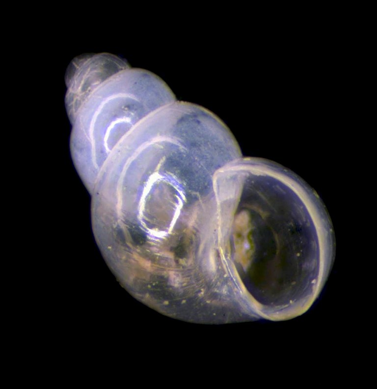 Setia anselmoi ?